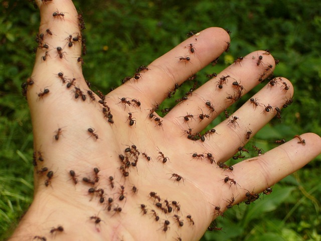 Mravce v záhrade a domácnosti